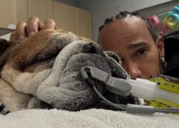 Roscoe mascota Lewis Hamilton se encuentra en coma
