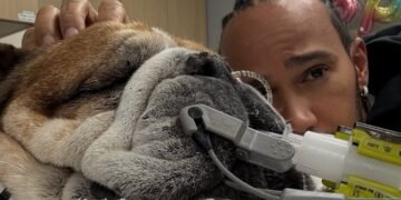 Roscoe mascota Lewis Hamilton se encuentra en coma