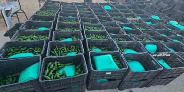 Decomisan mas de una tonelada de metanfetaminas en Sonora