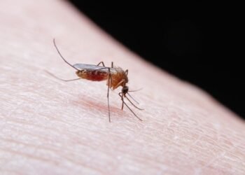 Mosquitos llegan por primera vez a Islandia