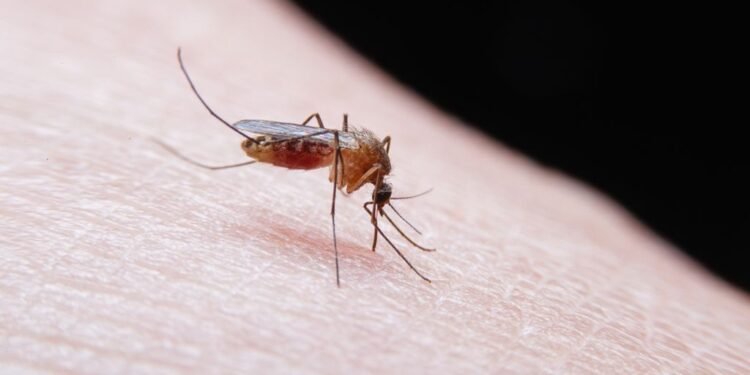 Mosquitos llegan por primera vez a Islandia