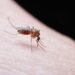 Mosquitos llegan por primera vez a Islandia