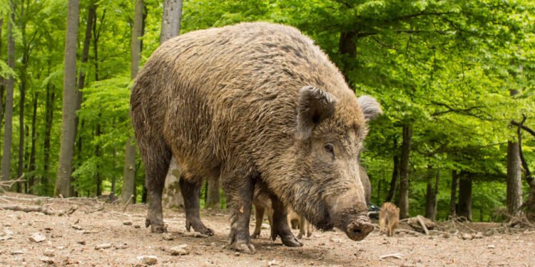 Emiten alerta por primeros casos confirmados de mortífera peste porcina africana