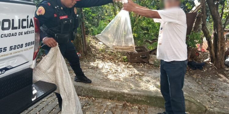 Capturan Víbora de casi 3 metros en casa de la alcaldía Álvaro Obregón