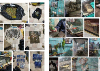 Rescatan animales exóticos y aseguran droga tras cateo en la colonia El Tepetatal, GAM