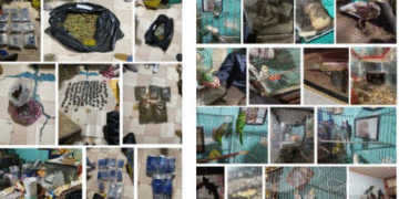 Rescatan animales exóticos y aseguran droga tras cateo en la colonia El Tepetatal, GAM