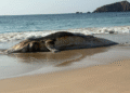 Localizan a una ballena muerta en playa de Punta Pérula, Jalisco