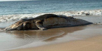 Localizan a una ballena muerta en playa de Punta Pérula, Jalisco