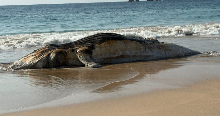 Localizan a una ballena muerta en playa de Punta Pérula, Jalisco