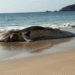 Localizan a una ballena muerta en playa de Punta Pérula, Jalisco