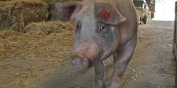 China reduce aranceles a importaciones de cerdo de la UE