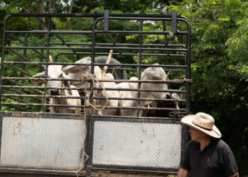 Activan protocolo sanitario en Tamaulipas para evitar contagios del gusano barrenador a personas