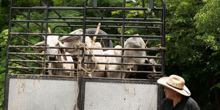 Activan protocolo sanitario en Tamaulipas para evitar contagios del gusano barrenador a personas