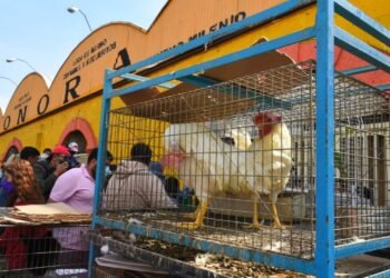 En el mercado de Sonora sigue la venta clandestina de animales
