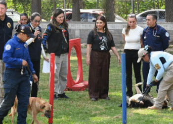 Caso Refugio Franciscano: ¿cómo se encuentran los perros tras su rescate?
