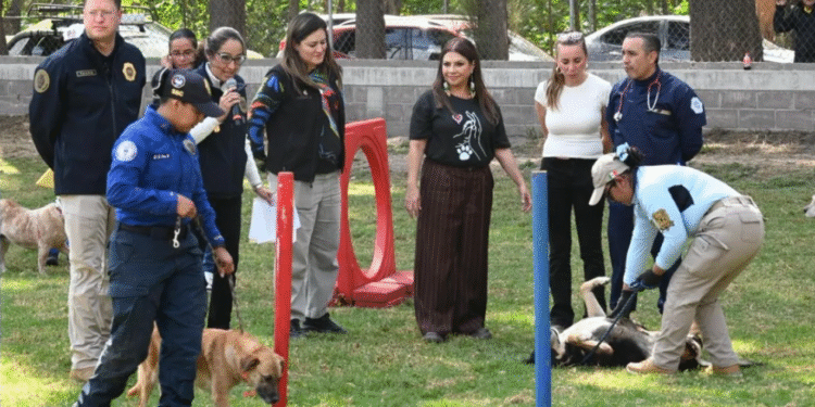 Caso Refugio Franciscano: ¿cómo se encuentran los perros tras su rescate?