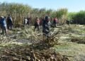 Inicia temporada de zafra en Quintana Roo; estiman 1 millón 150 mil toneladas de caña