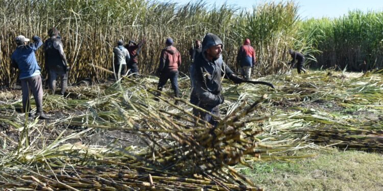 Inicia temporada de zafra en Quintana Roo; estiman 1 millón 150 mil toneladas de caña