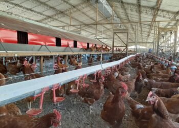 Profepa clausura obras de granja avícola en Yucatán por cambio ilegal de uso de suelo