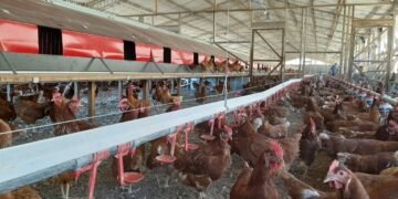 Profepa clausura obras de granja avícola en Yucatán por cambio ilegal de uso de suelo