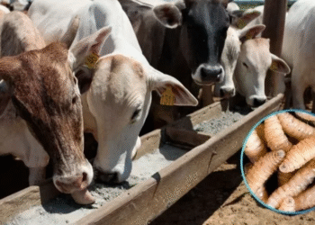 Confirman segundo caso de gusano barrenador del ganado en Tamaulipas