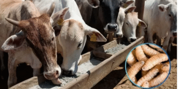 Confirman segundo caso de gusano barrenador del ganado en Tamaulipas