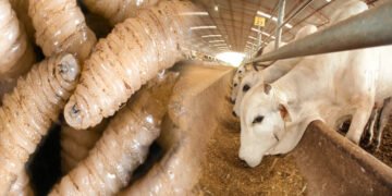 Ganaderos de Acapulco alertan por 500 casos de gusano barrenador