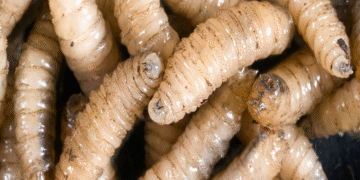 Tamaulipas: detectan caso aislado de gusano barrenador en mascota de Ciudad Madero