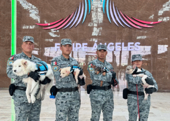 AIFA, primer aeropuerto con lomitos de apoyo emocional en México