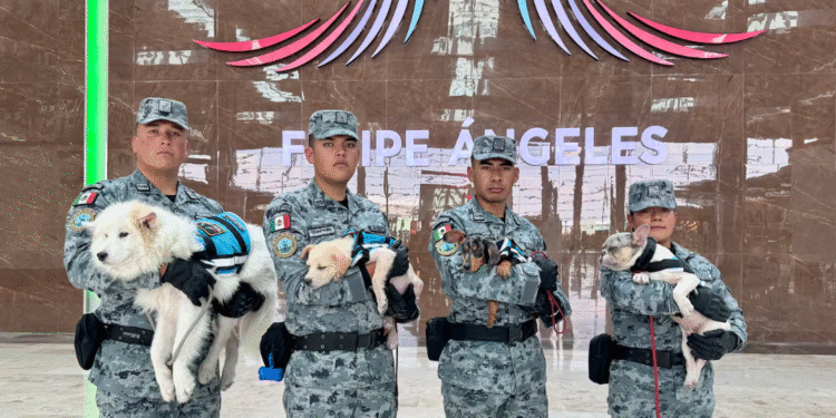 AIFA, primer aeropuerto con lomitos de apoyo emocional en México