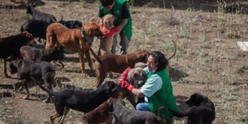 Caso Refugio Franciscano: Gobierno capitalino asegura a más de 800 animales