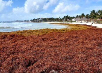 Plan emergente en marcha tras llegada anticipada de sargazo en Mahahual