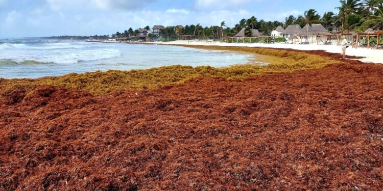 Plan emergente en marcha tras llegada anticipada de sargazo en Mahahual