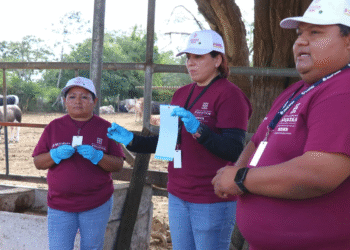 Arranca en Yucatán plan piloto para erradicar el gusano barrenador del ganado