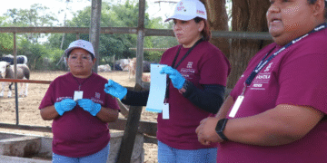 Arranca en Yucatán plan piloto para erradicar el gusano barrenador del ganado
