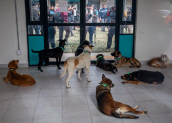 Activistas denuncian penalmente el maltrato que han sufrido perritos de Refugio Franciscano