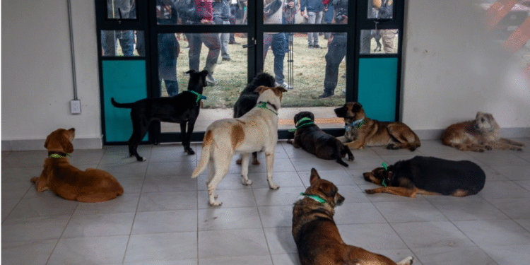 Activistas denuncian penalmente el maltrato que han sufrido perritos de Refugio Franciscano