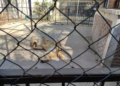 Hallan leones africanos y guacamayas en inmueble sin permisos correspondientes