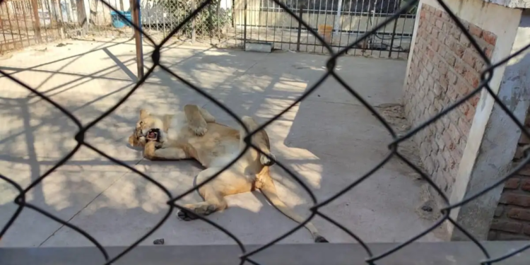 Hallan leones africanos y guacamayas en inmueble sin permisos correspondientes