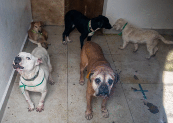 Aumentan en CDMX los delitos de maltrato animal y robo de animales durante 2025