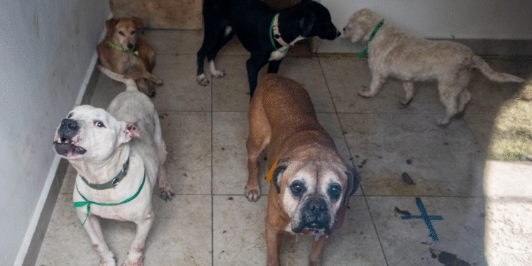 Aumentan en CDMX los delitos de maltrato animal y robo de animales durante 2025