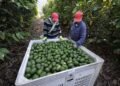 Michoacán envía 120 mil toneladas de aguacate para el Súper Tazón