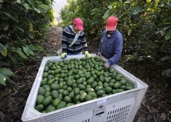 Michoacán envía 120 mil toneladas de aguacate para el Súper Tazón