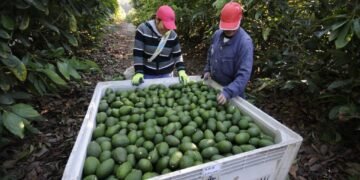 Michoacán envía 120 mil toneladas de aguacate para el Súper Tazón