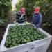Michoacán envía 120 mil toneladas de aguacate para el Súper Tazón