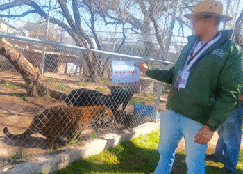 Asegura Profepa 44 ejemplares de fauna silvestre en predio turístico de Aguascalientes