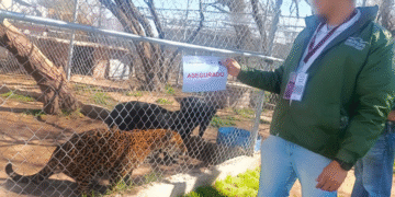 Asegura Profepa 44 ejemplares de fauna silvestre en predio turístico de Aguascalientes
