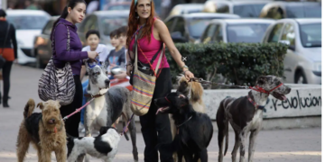 Hasta 36 horas de arresto a quien saque a pasear perros sin correa en CDMX