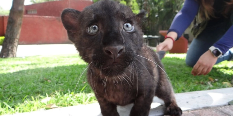 Pantera escapa de finca en Aguascalientes; Profepa despliega operativo