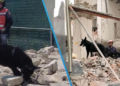 Héroe entre escombros: Así fue entrenado Togo, perrito que ayudó en el rescate de cuerpos en San Antonio Abad